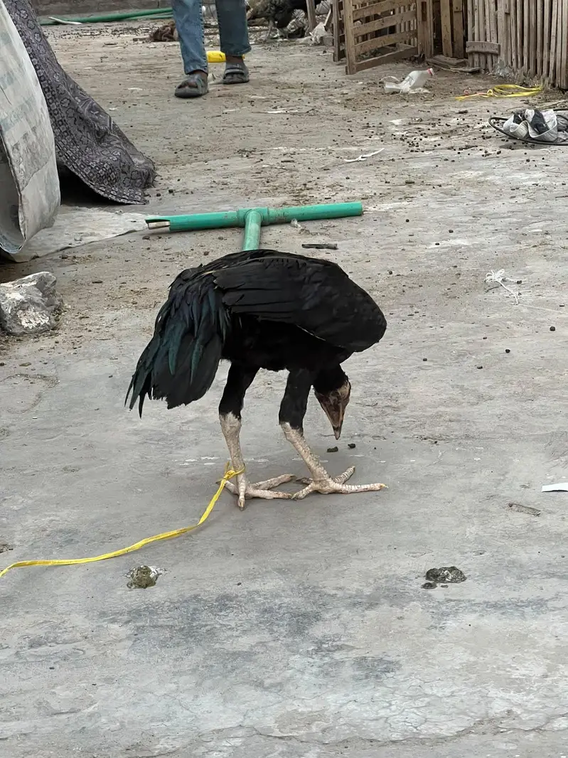 Aseel Thai pahta — photo 2