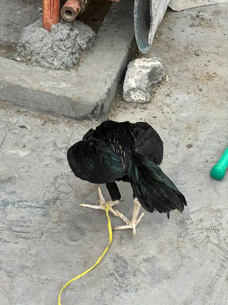 Aseel Thai pahta — photo 4