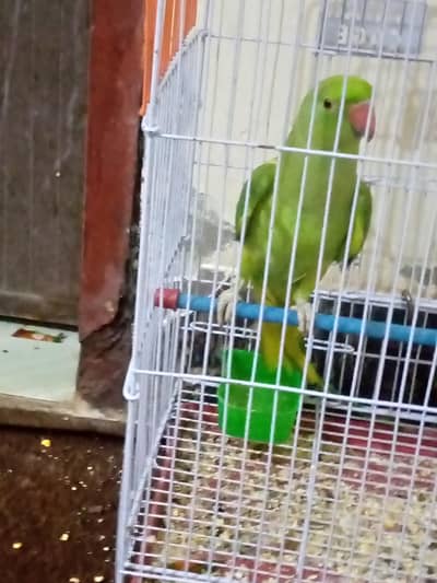 ring neck male hai