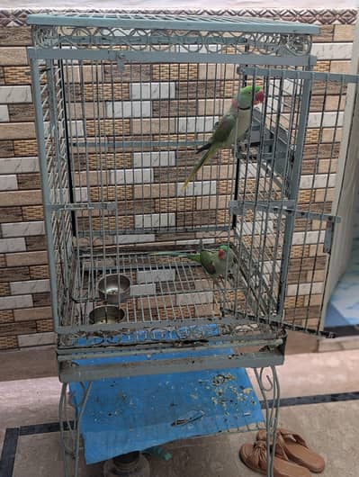 raw parrot