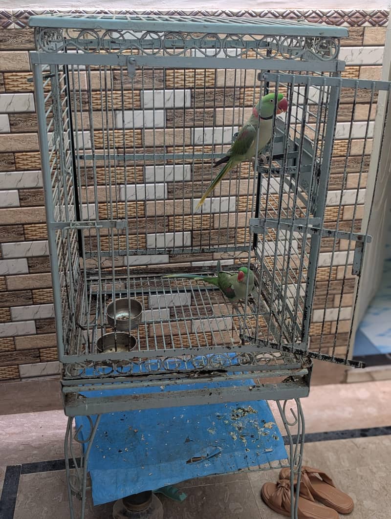 raw parrot 0