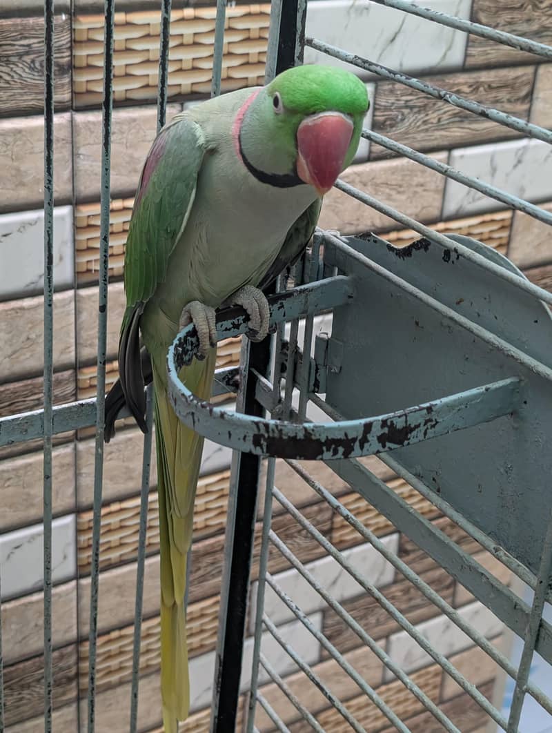 raw parrot 1
