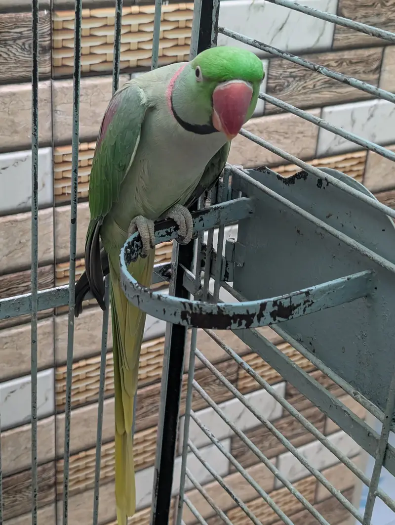 raw parrot — photo 2