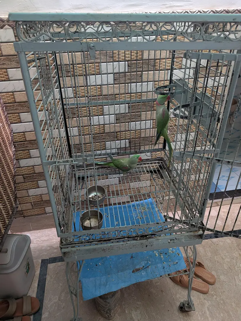 raw parrot — photo 3