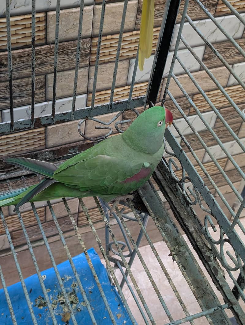 raw parrot 3
