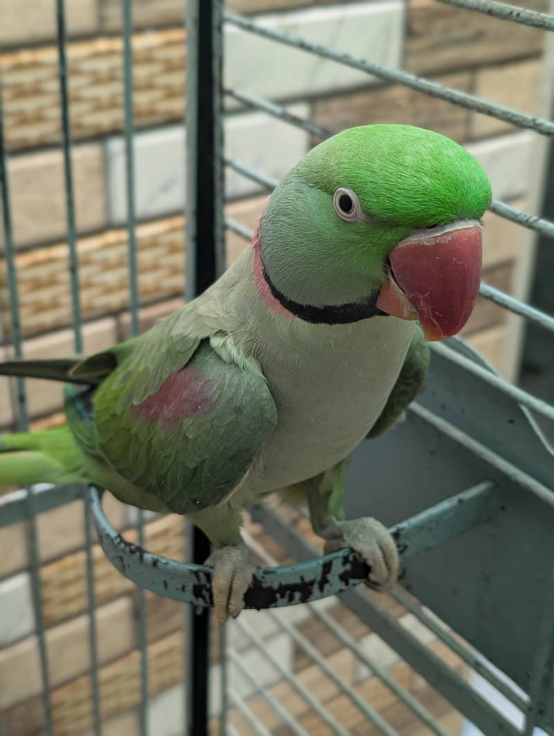 raw parrot 4
