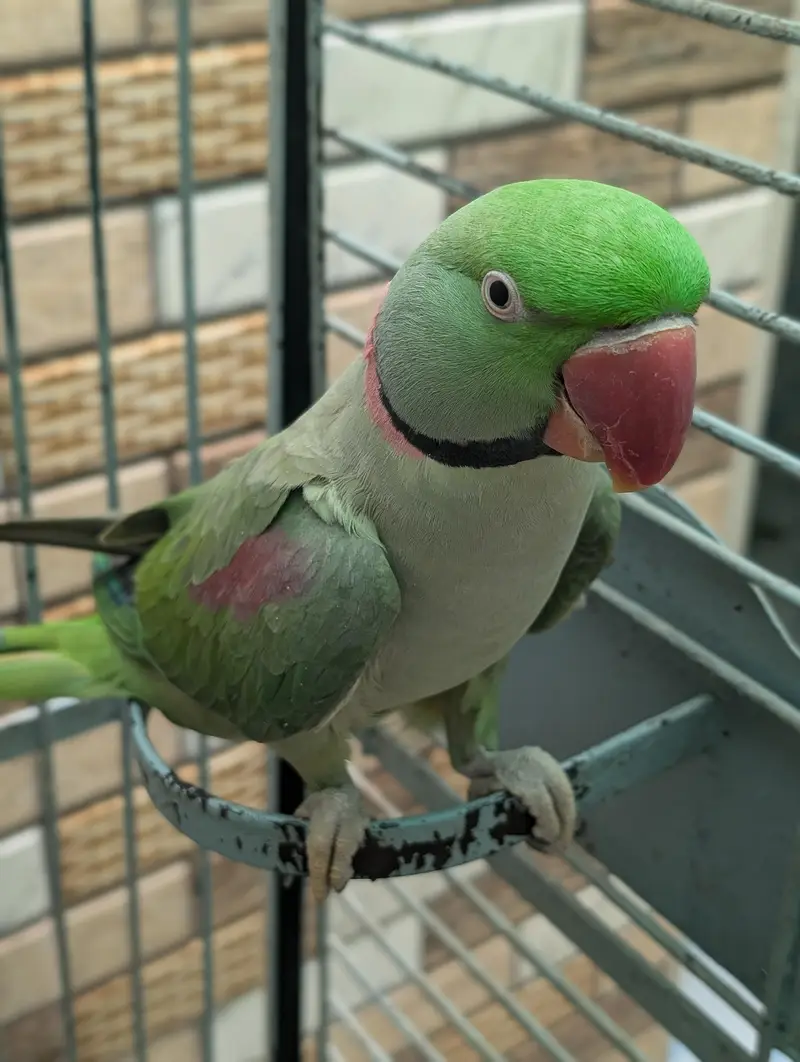 raw parrot — photo 5