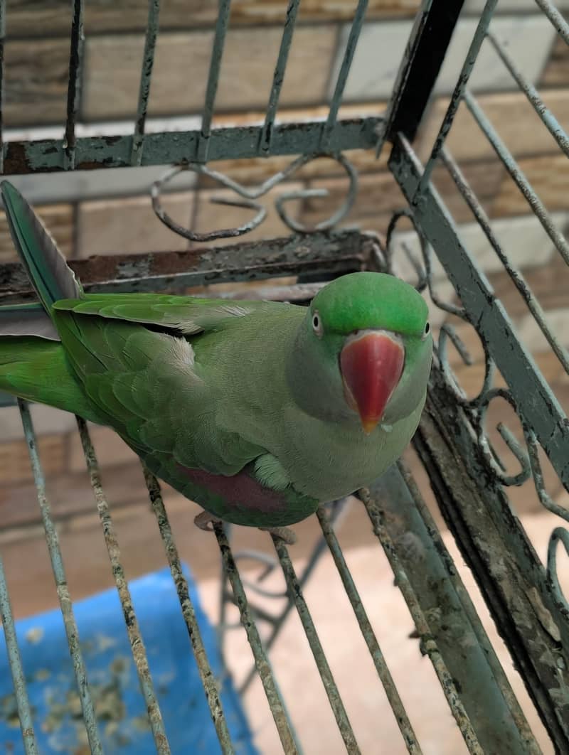 raw parrot 5