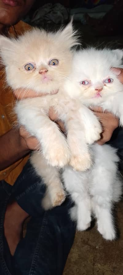 Persian male female