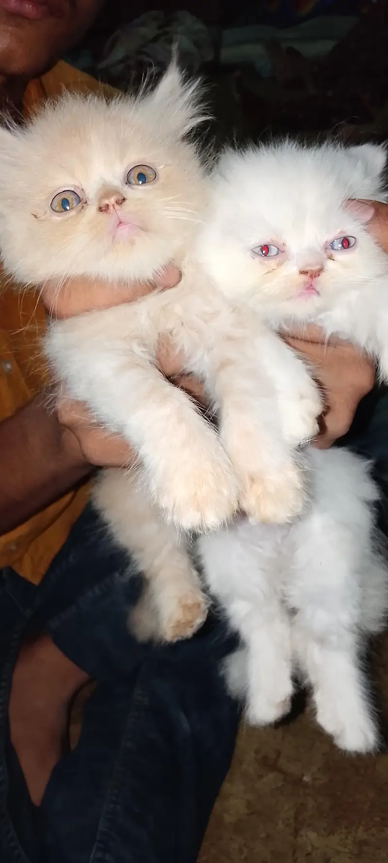 Persian male female — photo 3