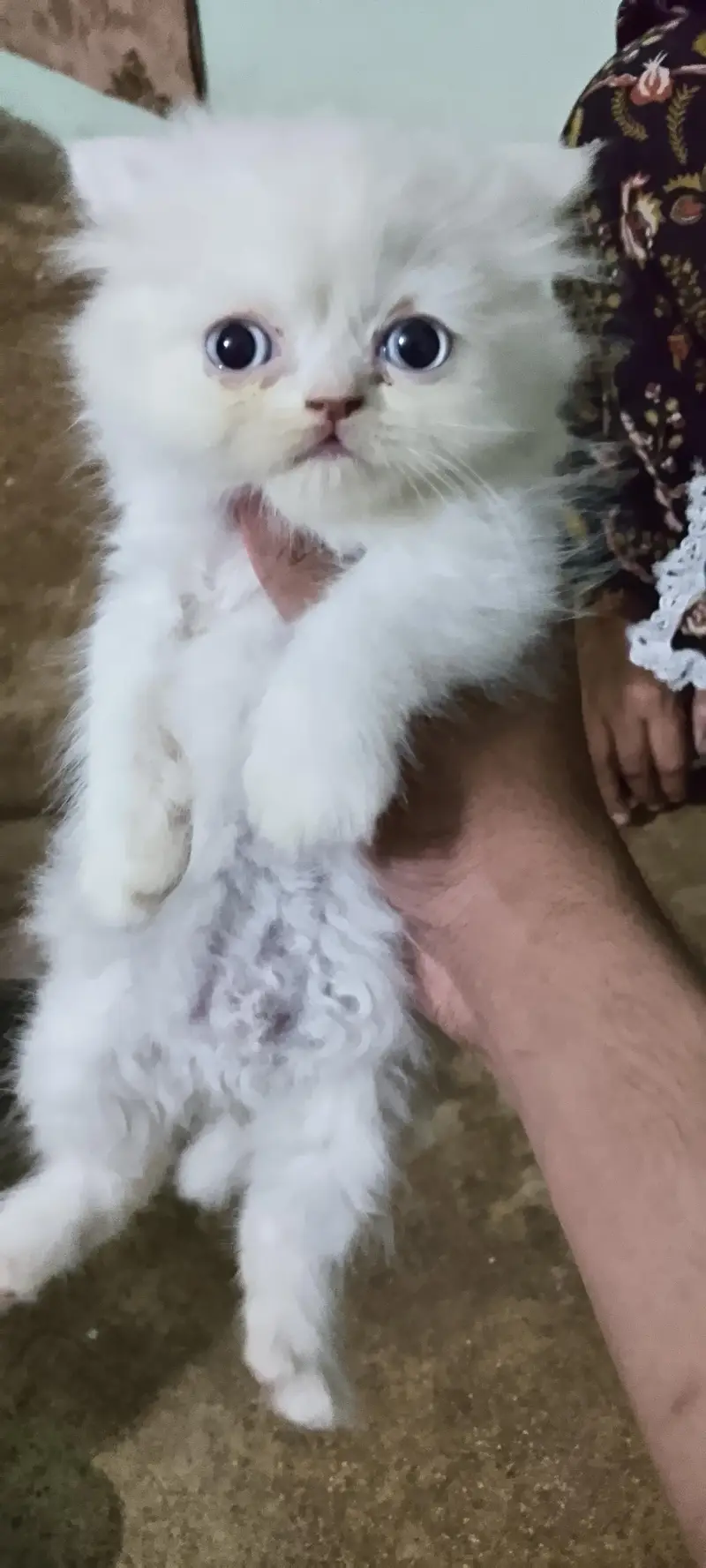 Persian male female — photo 4