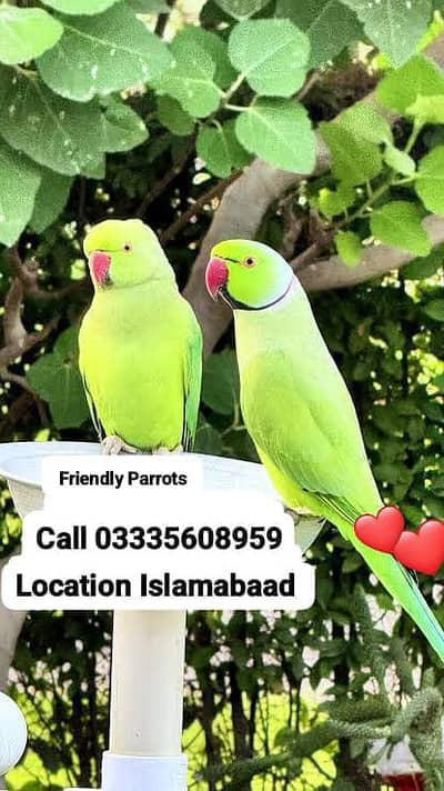 Male 7500 or Female 6000 Friendly Green Ring Neck Parrot's