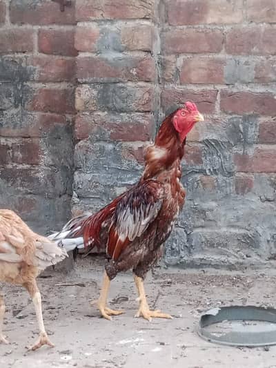 ASEEL MALE AND FEMALE FOR SALE