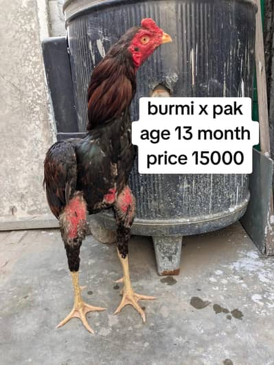 Turkish hint| kmalia | burmi | panus