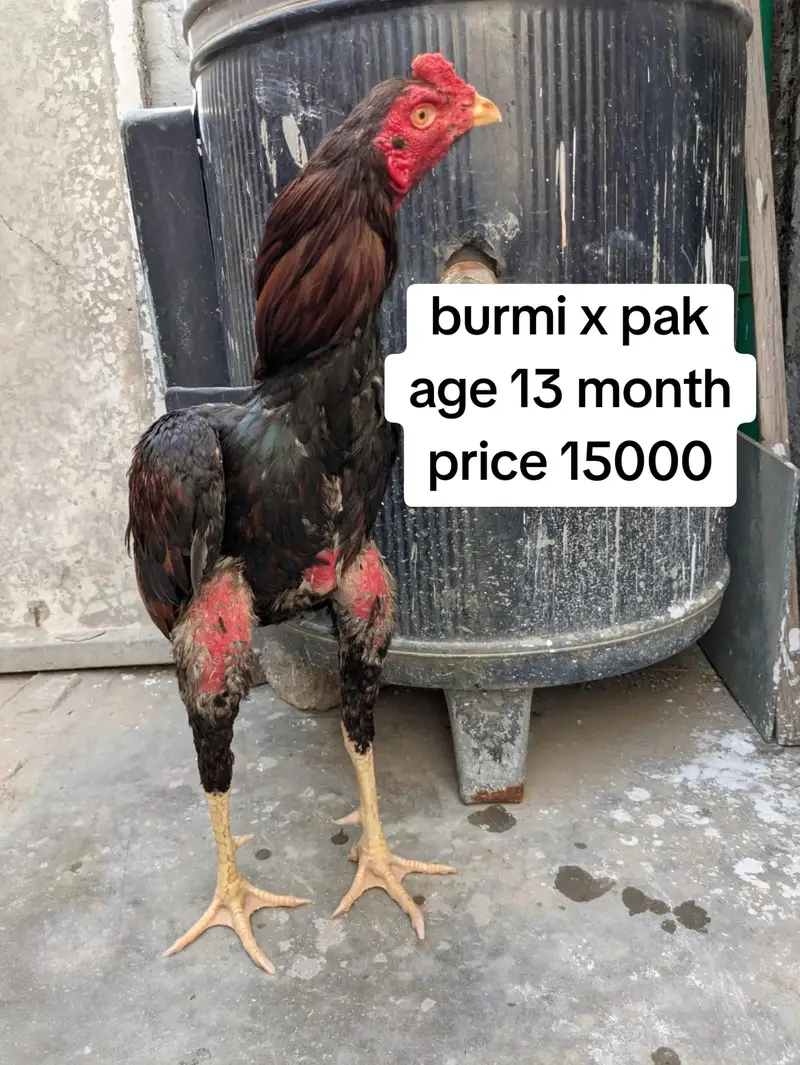 Turkish hint| kmalia | burmi | panus — photo 2