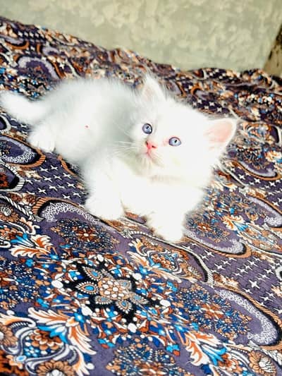 Urjant Cat baby Sale