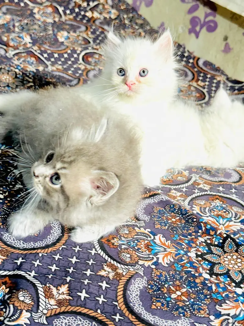 Urjant Cat baby Sale — photo 2