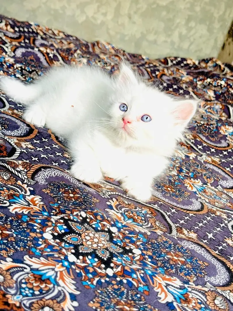 Urjant Cat baby Sale — photo 3