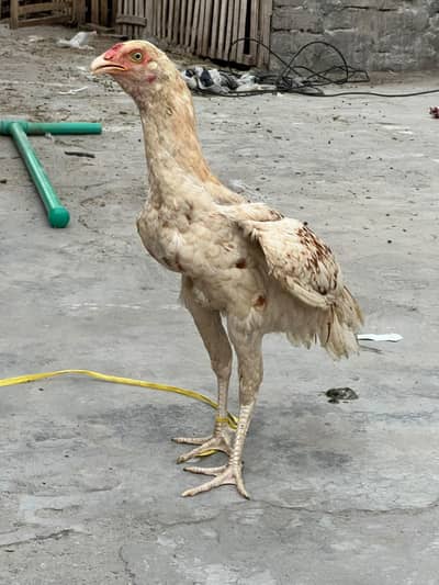 Aseel heera pahta
