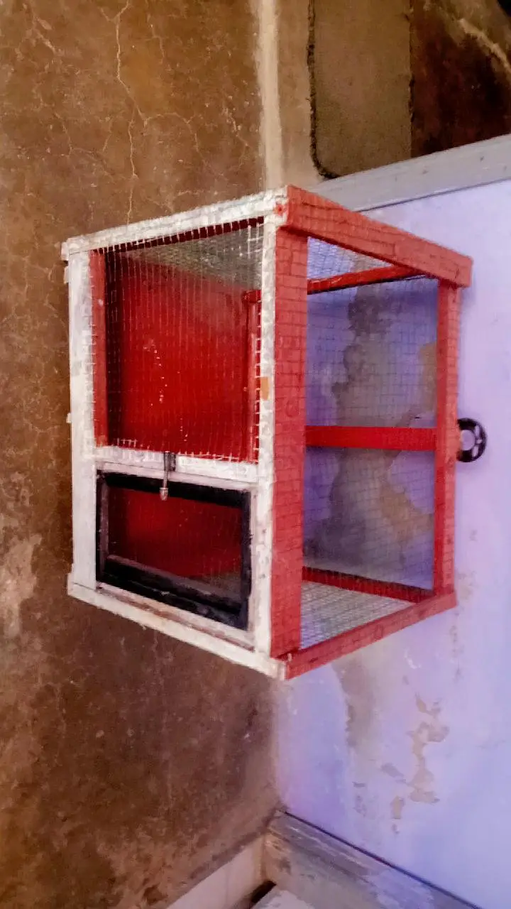 Wooden Bird Cage for Sale – Strong & Beautiful Design — photo 3