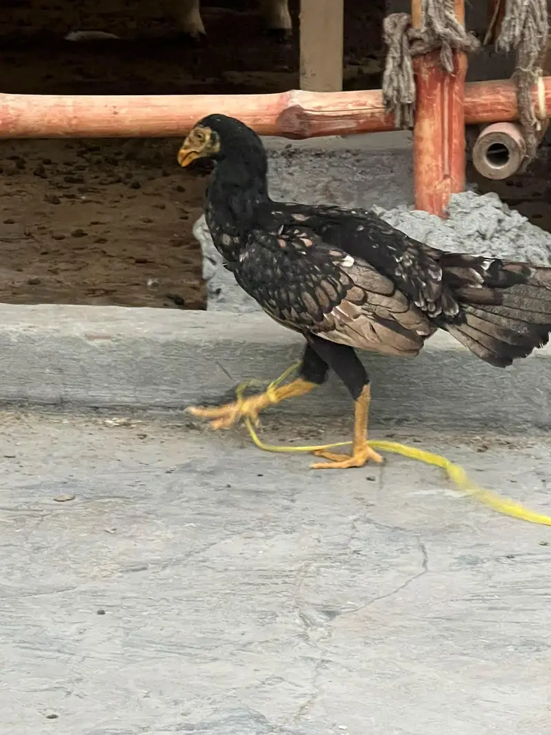 Aseel amroha murgi — photo 2