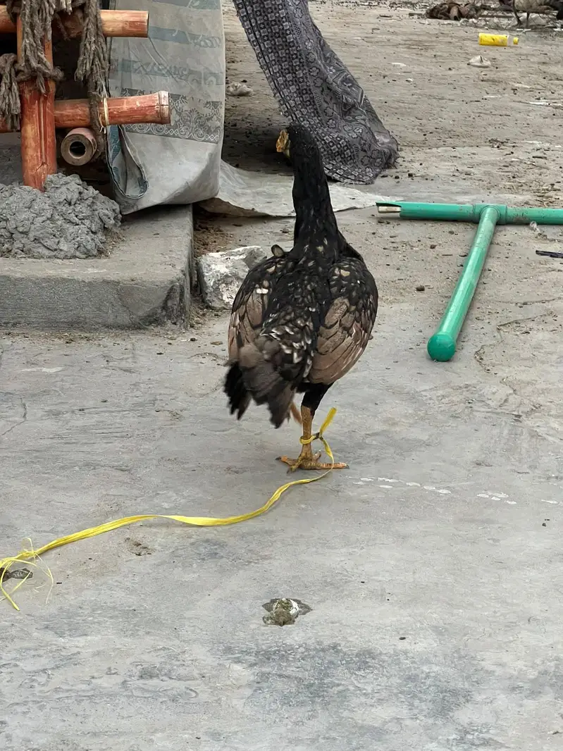 Aseel amroha murgi — photo 3