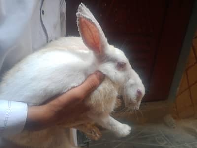 WHITE RABBIT