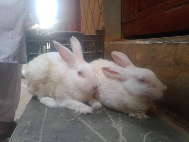 WHITE RABBIT 1