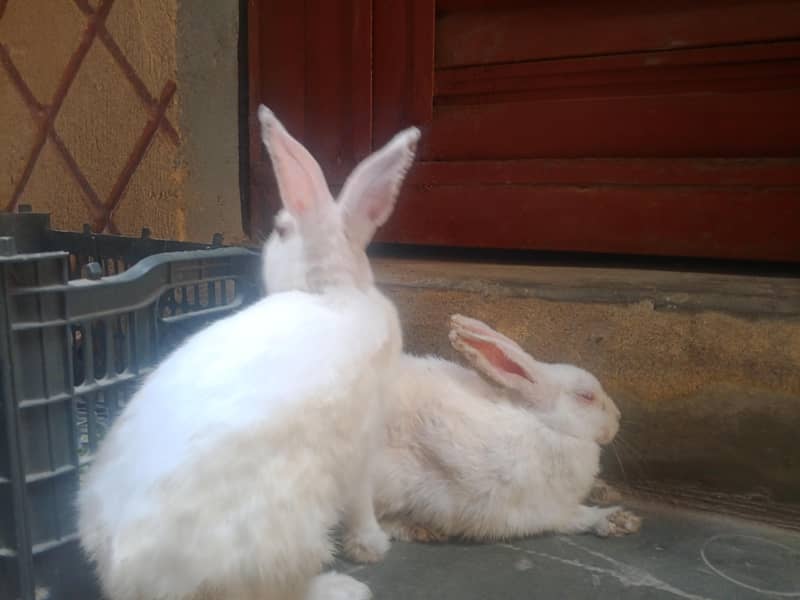 WHITE RABBIT 2