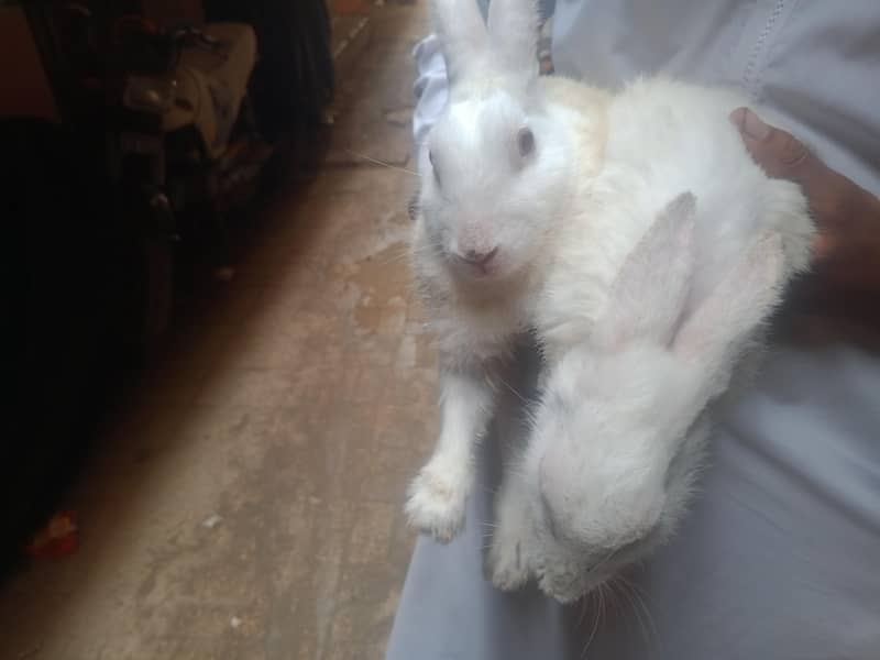 WHITE RABBIT 3