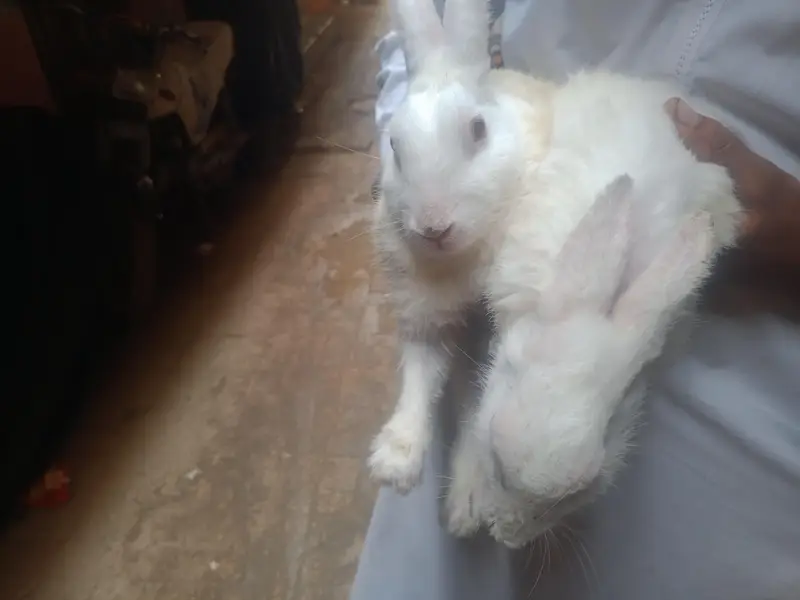 WHITE RABBIT — photo 4