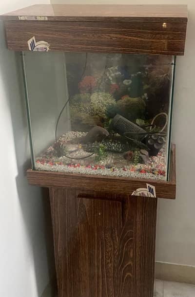 fish aquarium