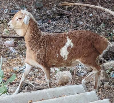 Sheep (Dhumba)