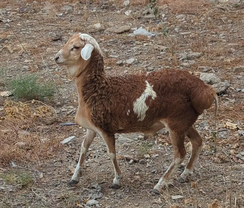 Sheep (Dhumba) — photo 2