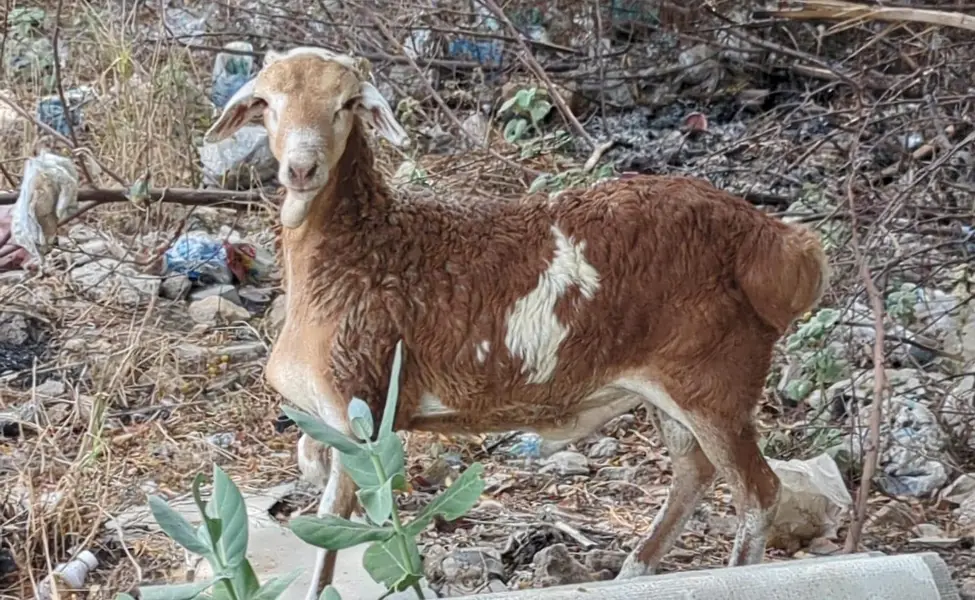 Sheep (Dhumba) — photo 3