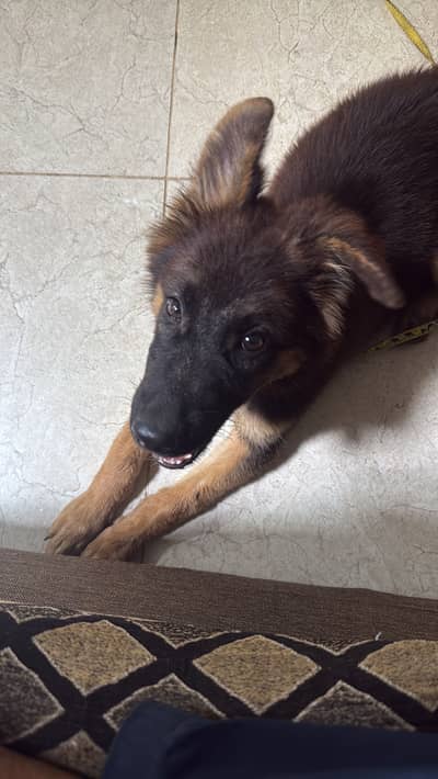 German shephard puppy