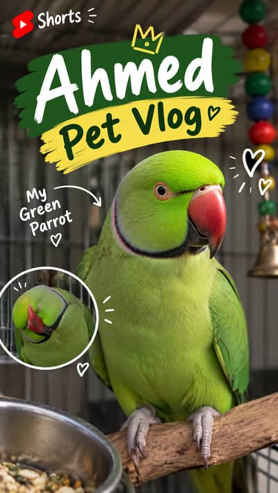 Parrot 