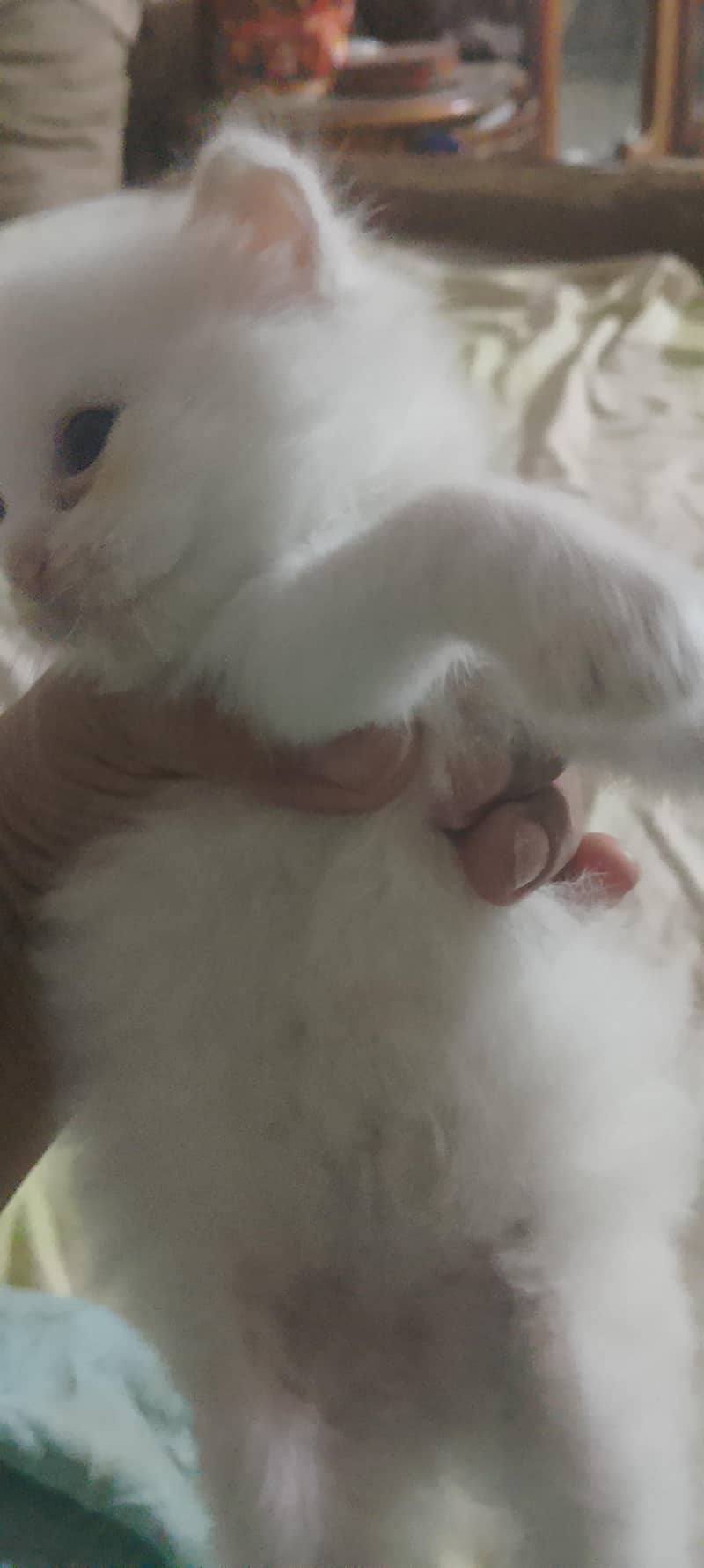 kittens 2