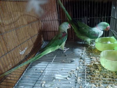 Face to face talking parrot 03288104963
