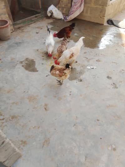 Desi murgi ya