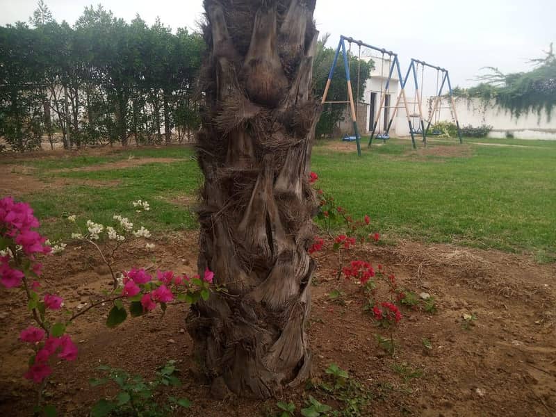 Ft Resort unit A 15