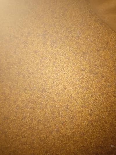 Desi Hardu barseem seed