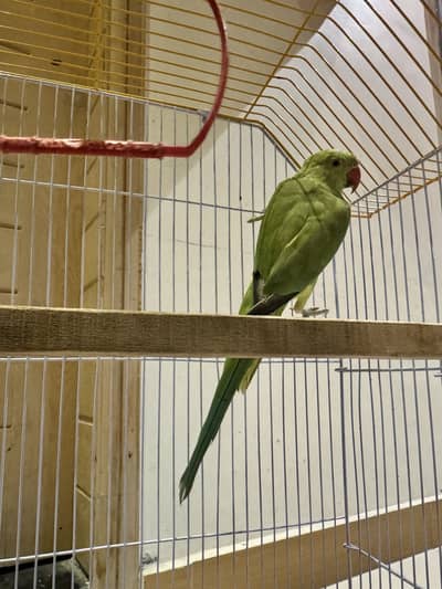 Green Ring Neck Chick 4 Months Age Ringneck