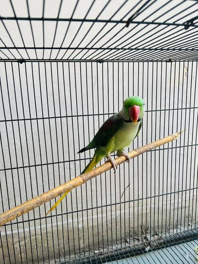 Raw parrot