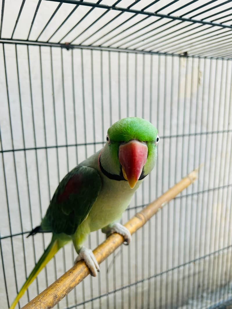 Raw parrot 1