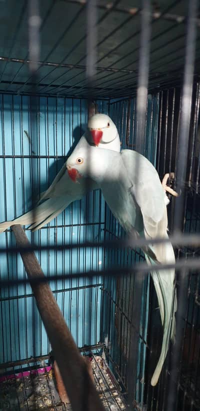 Lawrence white ringneck breeder pair