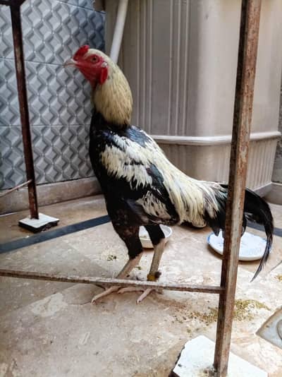 aseel breeder pair for sales