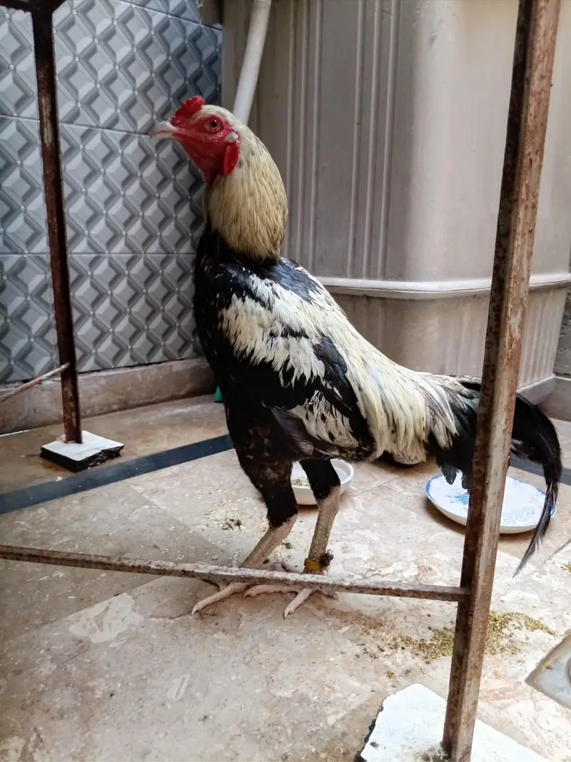 aseel breeder pair for sales — photo 2