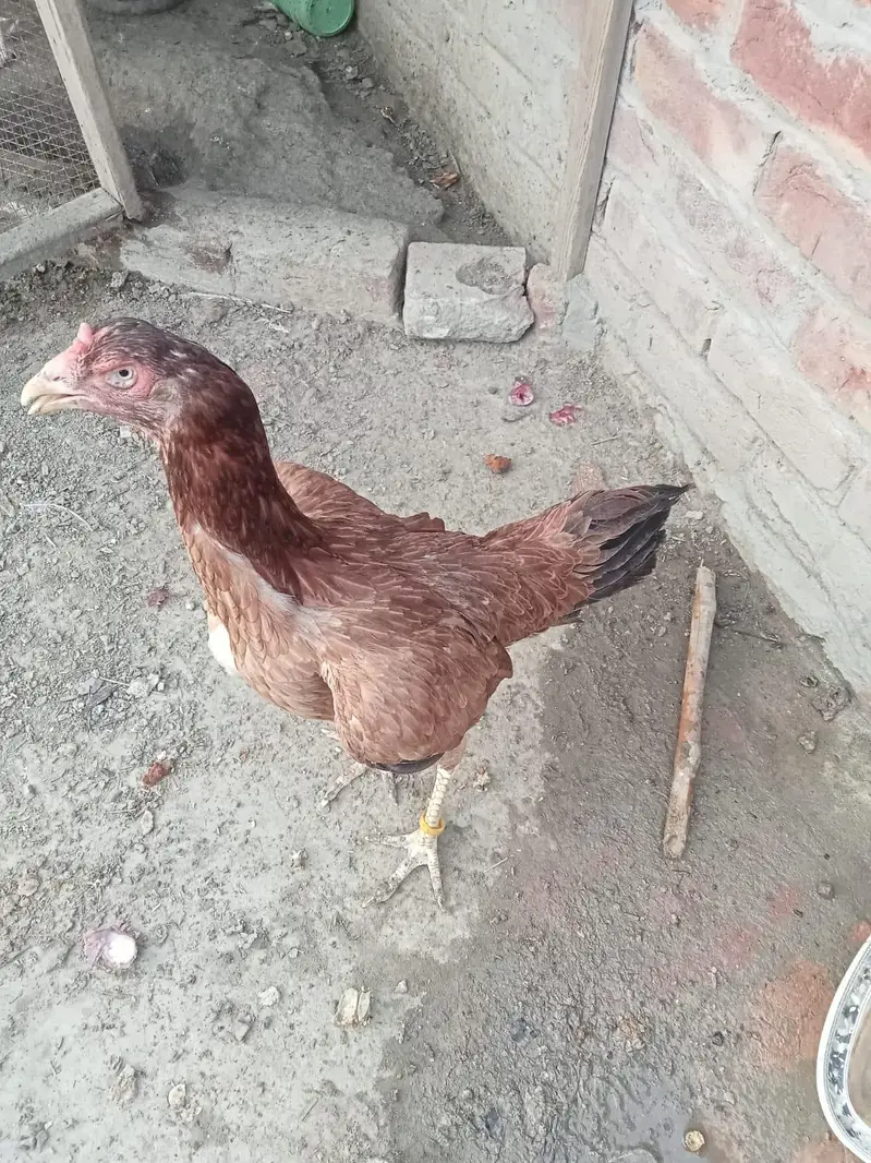 aseel breeder pair for sales — photo 3
