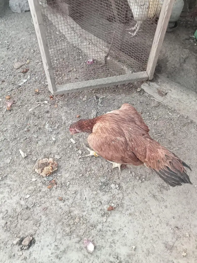aseel breeder pair for sales — photo 4